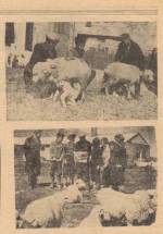 Совхоз "Ысык-Ата"